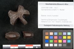 Foto (Objekt + Etikett) von Spondylostrobus smythii F.V. Mueller (NHMW-GEO-2024-0188-10398)